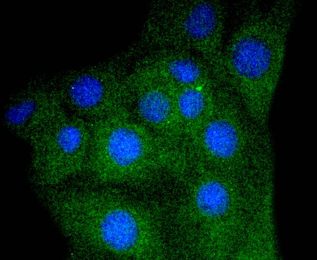 ICC staining of Myoglobin in C2C12 cells (green). Formalin fixed cells were permeabilized with 0.1% Triton X-100 in TBS for 10 minutes at room temperature and blocked with 1% Blocker BSA for 15 minutes at room temperature. Cells were probed with the primary antibody (ET1610-56, 1/50) for 1 hour at room temperature, washed with PBS. Alexa Fluor®488 Goat anti-Rabbit IgG was used as the secondary antibody at 1/1,000 dilution. The nuclear counter stain is DAPI (blue).