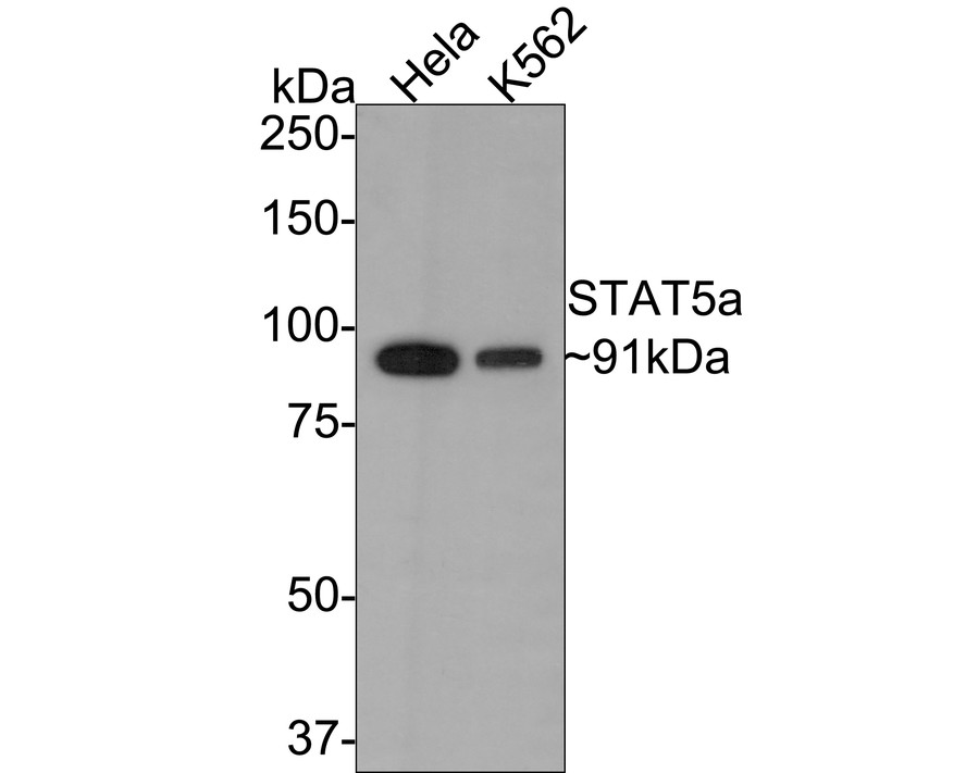 Western blot analysis of STAT5a on different lysates with Rabbit anti-STAT5a antibody (ET1610-58) at 1/1,000 dilution.<br />
<br />
Lane 1: Hela cell lysate<br />
Lane 2: K562 cell lysate<br />
<br />
Lysates/proteins at 10 µg/Lane.<br />
<br />
Predicted band size: 91 kDa<br />
Observed band size: 91 kDa<br />
<br />
Exposure time: 2 minutes;<br />
<br />
8% SDS-PAGE gel.<br />
<br />
Proteins were transferred to a PVDF membrane and blocked with 5% NFDM/TBST for 1 hour at room temperature. The primary antibody (ET1610-58) at 1/1,000 dilution was used in 5% NFDM/TBST at room temperature for 2 hours. Goat Anti-Rabbit IgG - HRP Secondary Antibody (HA1001) at 1:300,000 dilution was used for 1 hour at room temperature.