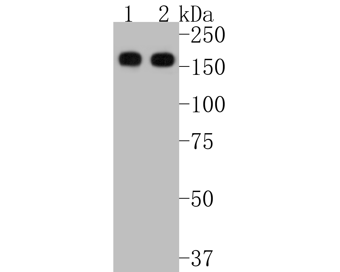 Western blot analysis of CD13 on different lysates. Proteins were transferred to a PVDF membrane and blocked with 5% BSA in PBS for 1 hour at room temperature. The primary antibody (ET1610-59, 1/500) was used in 5% BSA at room temperature for 2 hours. Goat Anti-Rabbit IgG - HRP Secondary Antibody (HA1001) at 1:5,000 dilution was used for 1 hour at room temperature.<br />
Positive control: <br />
Lane 1: human heart tissue lysate<br />
Lane 2: U937 cell lysate