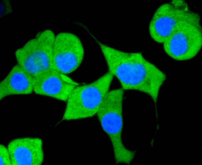 ICC staining of CD13 in SHG-44 cells (green). Formalin fixed cells were permeabilized with 0.1% Triton X-100 in TBS for 10 minutes at room temperature and blocked with 1% Blocker BSA for 15 minutes at room temperature. Cells were probed with the primary antibody (ET1610-59, 1/50) for 1 hour at room temperature, washed with PBS. Alexa Fluor®488 Goat anti-Rabbit IgG was used as the secondary antibody at 1/1,000 dilution. The nuclear counter stain is DAPI (blue).