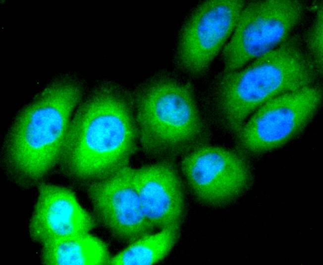 ICC staining of CD13 in LO2 cells (green). Formalin fixed cells were permeabilized with 0.1% Triton X-100 in TBS for 10 minutes at room temperature and blocked with 1% Blocker BSA for 15 minutes at room temperature. Cells were probed with the primary antibody (ET1610-59, 1/50) for 1 hour at room temperature, washed with PBS. Alexa Fluor®488 Goat anti-Rabbit IgG was used as the secondary antibody at 1/1,000 dilution. The nuclear counter stain is DAPI (blue).