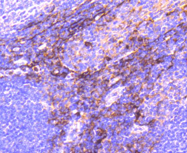 Immunohistochemical analysis of paraffin-embedded human tonsil tissue using anti-CD13 antibody. The section was pre-treated using heat mediated antigen retrieval with Tris-EDTA buffer (pH 8.0-8.4) for 20 minutes.The tissues were blocked in 5% BSA for 30 minutes at room temperature, washed with ddH2O and PBS, and then probed with the primary antibody (ET1610-59, 1/50) for 30 minutes at room temperature. The detection was performed using an HRP conjugated compact polymer system. DAB was used as the chromogen. Tissues were counterstained with hematoxylin and mounted with DPX.