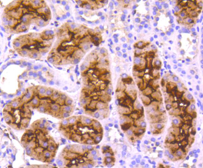 Immunohistochemical analysis of paraffin-embedded human kidney tissue using anti-CD13 antibody. The section was pre-treated using heat mediated antigen retrieval with Tris-EDTA buffer (pH 8.0-8.4) for 20 minutes.The tissues were blocked in 5% BSA for 30 minutes at room temperature, washed with ddH2O and PBS, and then probed with the primary antibody (ET1610-59, 1/50) for 30 minutes at room temperature. The detection was performed using an HRP conjugated compact polymer system. DAB was used as the chromogen. Tissues were counterstained with hematoxylin and mounted with DPX.