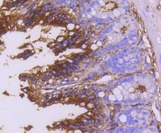Immunohistochemical analysis of paraffin-embedded mouse colon tissue using anti-CD13 antibody. The section was pre-treated using heat mediated antigen retrieval with Tris-EDTA buffer (pH 8.0-8.4) for 20 minutes.The tissues were blocked in 5% BSA for 30 minutes at room temperature, washed with ddH2O and PBS, and then probed with the primary antibody (ET1610-59, 1/50) for 30 minutes at room temperature. The detection was performed using an HRP conjugated compact polymer system. DAB was used as the chromogen. Tissues were counterstained with hematoxylin and mounted with DPX.
