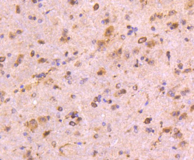 Immunohistochemical analysis of paraffin-embedded mouse brain tissue using anti-CD13 antibody. The section was pre-treated using heat mediated antigen retrieval with Tris-EDTA buffer (pH 8.0-8.4) for 20 minutes.The tissues were blocked in 5% BSA for 30 minutes at room temperature, washed with ddH2O and PBS, and then probed with the primary antibody (ET1610-59, 1/50) for 30 minutes at room temperature. The detection was performed using an HRP conjugated compact polymer system. DAB was used as the chromogen. Tissues were counterstained with hematoxylin and mounted with DPX.