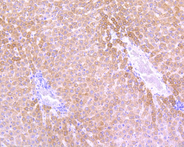 Immunohistochemical analysis of paraffin-embedded rat liver tissue using anti-Sonic Hedgehog Protein antibody. Counter stained with hematoxylin.