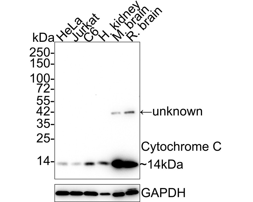 Western blot analysis of Cytochrome C on different lysates with Rabbit anti-Cytochrome C antibody (ET1610-60) at 1/1,000 dilution.<br />
<br />
Lane 1: Mouse heart tissue lysate<br />
Lane 2: Mouse kidney liver tissue lysate<br />
Lane 3: Rat kidney tissue lysate<br />
Lane 4: Rat brain tissue lysate<br />
<br />
Lysates/proteins at 20 µg/Lane.<br />
<br />
Predicted band size: 12 kDa<br />
Observed band size: 14 kDa<br />
<br />
Exposure time: 2 minutes;<br />
<br />
15% SDS-PAGE gel.<br />
<br />
Proteins were transferred to a PVDF membrane and blocked with 5% NFDM/TBST for 1 hour at room temperature. The primary antibody (ET1610-60) at 1/1,000 dilution was used in 5% NFDM/TBST at room temperature for 2 hours. Goat Anti-Rabbit IgG - HRP Secondary Antibody (HA1001) at 1:300,000 dilution was used for 1 hour at room temperature.