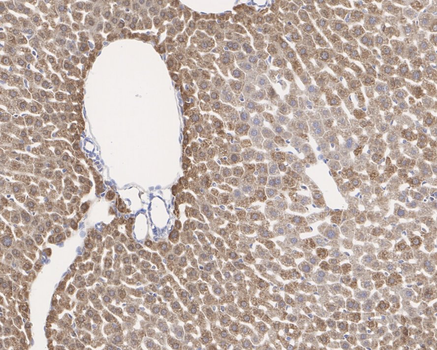 Immunohistochemical analysis of paraffin-embedded mouse liver tissue using anti-Cytochrome C antibody. The section was pre-treated using heat mediated antigen retrieval with Tris-EDTA buffer (pH 8.0-8.4) for 20 minutes.The tissues were blocked in 5% BSA for 30 minutes at room temperature, washed with ddH2O and PBS, and then probed with the primary antibody (ET1610-60, 1/50) for 30 minutes at room temperature. The detection was performed using an HRP conjugated compact polymer system. DAB was used as the chromogen. Tissues were counterstained with hematoxylin and mounted with DPX.