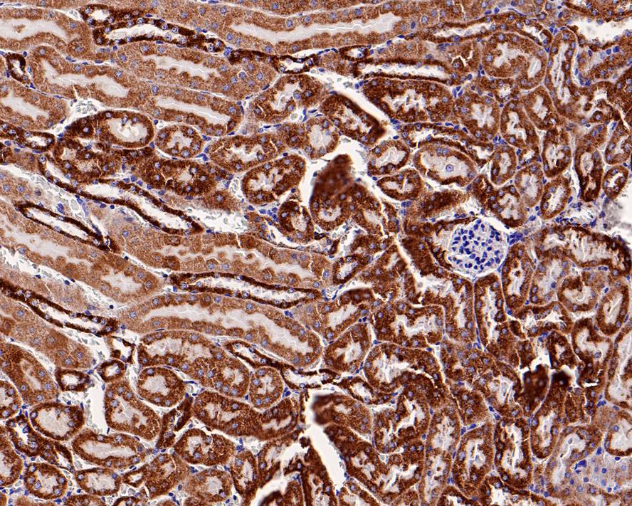 Immunohistochemical analysis of paraffin-embedded mouse skin tissue using anti-Cytochrome C antibody. The section was pre-treated using heat mediated antigen retrieval with Tris-EDTA buffer (pH 8.0-8.4) for 20 minutes.The tissues were blocked in 5% BSA for 30 minutes at room temperature, washed with ddH2O and PBS, and then probed with the primary antibody (ET1610-60, 1/50) for 30 minutes at room temperature. The detection was performed using an HRP conjugated compact polymer system. DAB was used as the chromogen. Tissues were counterstained with hematoxylin and mounted with DPX.