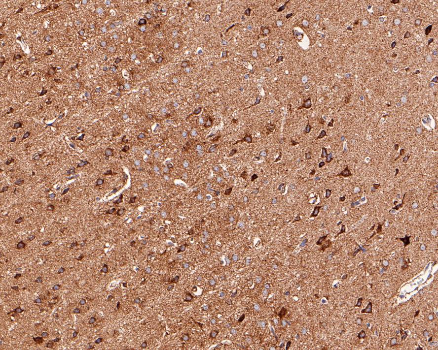 Immunohistochemical analysis of paraffin-embedded mouse kidney tissue with Rabbit anti-Cytochrome C antibody (ET1610-60) at 1/1,000 dilution.<br />
<br />
The section was pre-treated using heat mediated antigen retrieval with Tris-EDTA buffer (pH 9.0) for 20 minutes. The tissues were blocked in 1% BSA for 20 minutes at room temperature, washed with ddH2O and PBS, and then probed with the primary antibody (ET1610-60) at 1/1,000 dilution for 1 hour at room temperature. The detection was performed using an HRP conjugated compact polymer system. DAB was used as the chromogen. Tissues were counterstained with hematoxylin and mounted with DPX.