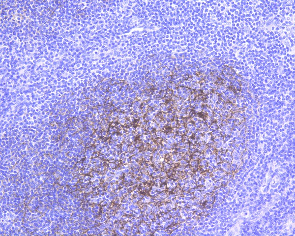 Immunohistochemical analysis of paraffin-embedded human tonsil tissue using anti-CD21 antibody. The section was pre-treated using heat mediated antigen retrieval with Tris-EDTA buffer (pH 8.0-8.4) for 20 minutes.The tissues were blocked in 5% BSA for 30 minutes at room temperature, washed with ddH2O and PBS, and then probed with the primary antibody (ET1610-61, 1/50) for 30 minutes at room temperature. The detection was performed using an HRP conjugated compact polymer system. DAB was used as the chromogen. Tissues were counterstained with hematoxylin and mounted with DPX.