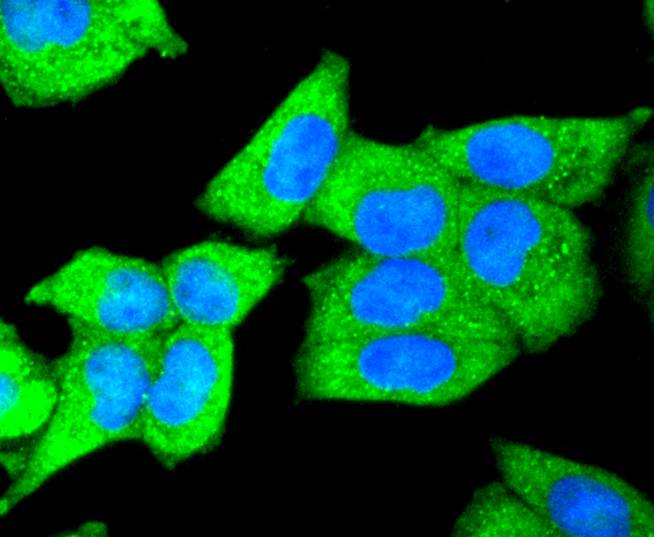ICC staining of DKK1 in Hela cells (green). Formalin fixed cells were permeabilized with 0.1% Triton X-100 in TBS for 10 minutes at room temperature and blocked with 1% Blocker BSA for 15 minutes at room temperature. Cells were probed with the primary antibody (ET1610-63, 1/50) for 1 hour at room temperature, washed with PBS. Alexa Fluor®488 Goat anti-Rabbit IgG was used as the secondary antibody at 1/1,000 dilution. The nuclear counter stain is DAPI (blue).