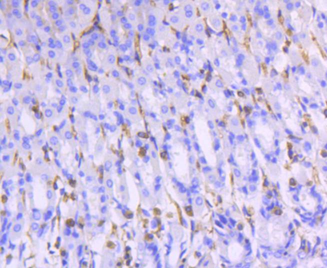 Immunohistochemical analysis of paraffin-embedded mouse stomach tissue using anti-Moesin antibody. The section was pre-treated using heat mediated antigen retrieval with Tris-EDTA buffer (pH 8.0-8.4) for 20 minutes.The tissues were blocked in 5% BSA for 30 minutes at room temperature, washed with ddH2O and PBS, and then probed with the primary antibody (ET1610-65, 1/50) for 30 minutes at room temperature. The detection was performed using an HRP conjugated compact polymer system. DAB was used as the chromogen. Tissues were counterstained with hematoxylin and mounted with DPX.