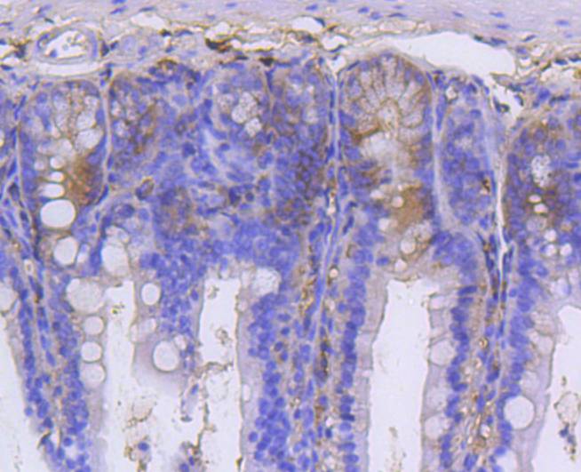 Immunohistochemical analysis of paraffin-embedded mouse colon tissue using anti-GARS antibody. The section was pre-treated using heat mediated antigen retrieval with Tris-EDTA buffer (pH 8.0-8.4) for 20 minutes.The tissues were blocked in 5% BSA for 30 minutes at room temperature, washed with ddH2O and PBS, and then probed with the primary antibody (ET1610-67, 1/50) for 30 minutes at room temperature. The detection was performed using an HRP conjugated compact polymer system. DAB was used as the chromogen. Tissues were counterstained with hematoxylin and mounted with DPX.