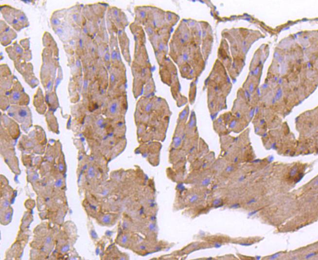 Immunohistochemical analysis of paraffin-embedded mouse heart tissue using anti-GARS antibody. The section was pre-treated using heat mediated antigen retrieval with Tris-EDTA buffer (pH 8.0-8.4) for 20 minutes.The tissues were blocked in 5% BSA for 30 minutes at room temperature, washed with ddH2O and PBS, and then probed with the primary antibody (ET1610-67, 1/50) for 30 minutes at room temperature. The detection was performed using an HRP conjugated compact polymer system. DAB was used as the chromogen. Tissues were counterstained with hematoxylin and mounted with DPX.
