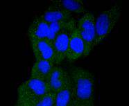 ICC staining of GART in Hela cells (green). Formalin fixed cells were permeabilized with 0.1% Triton X-100 in TBS for 10 minutes at room temperature and blocked with 10% negative goat serum for 15 minutes at room temperature. Cells were probed with the primary antibody (ET1610-68, 1/50) for 1 hour at room temperature, washed with PBS. Alexa Fluor®488 conjugate-Goat anti-Rabbit IgG was used as the secondary antibody at 1/1,000 dilution. The nuclear counter stain is DAPI (blue).