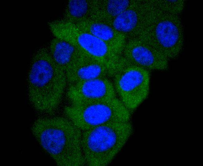 ICC staining of GART in HepG2 cells (green). Formalin fixed cells were permeabilized with 0.1% Triton X-100 in TBS for 10 minutes at room temperature and blocked with 10% negative goat serum for 15 minutes at room temperature. Cells were probed with the primary antibody (ET1610-68, 1/50) for 1 hour at room temperature, washed with PBS. Alexa Fluor®488 conjugate-Goat anti-Rabbit IgG was used as the secondary antibody at 1/1,000 dilution. The nuclear counter stain is DAPI (blue).