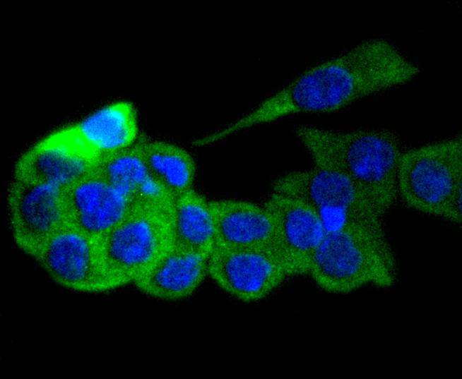 ICC staining of GART in SW480 cells (green). Formalin fixed cells were permeabilized with 0.1% Triton X-100 in TBS for 10 minutes at room temperature and blocked with 10% negative goat serum for 15 minutes at room temperature. Cells were probed with the primary antibody (ET1610-68, 1/50) for 1 hour at room temperature, washed with PBS. Alexa Fluor®488 conjugate-Goat anti-Rabbit IgG was used as the secondary antibody at 1/1,000 dilution. The nuclear counter stain is DAPI (blue).