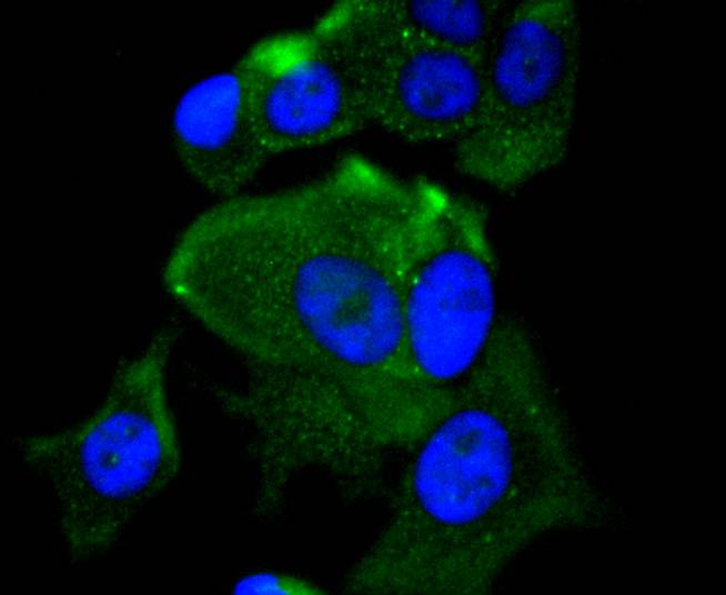 ICC staining MEKK2 in MCF-7 cells (green). The nuclear counter stain is DAPI (blue). Cells were fixed in paraformaldehyde, permeabilised with 0.25% Triton X100/PBS.