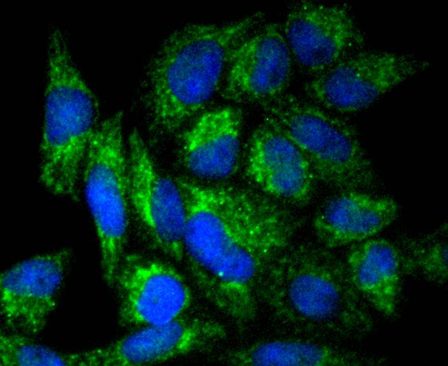 ICC staining DIABLO in Hela cells (green). The nuclear counter stain is DAPI (blue). Cells were fixed in paraformaldehyde, permeabilised with 0.25% Triton X100/PBS.
