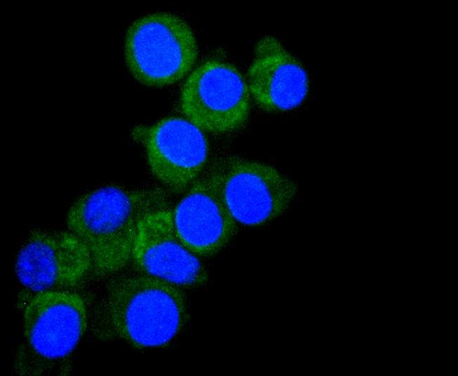 ICC staining DIABLO in N2A cells (green). The nuclear counter stain is DAPI (blue). Cells were fixed in paraformaldehyde, permeabilised with 0.25% Triton X100/PBS.