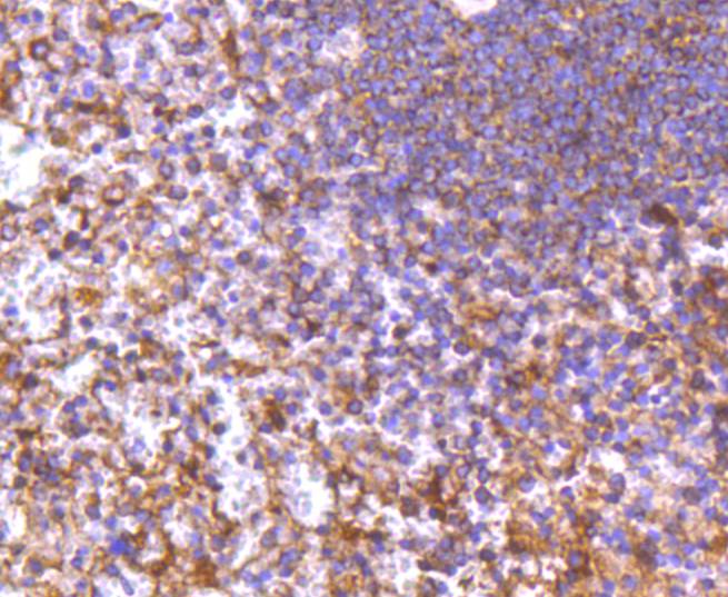Immunohistochemical analysis of paraffin-embedded human spleen tissue using anti-DIABLO antibody. Counter stained with hematoxylin.