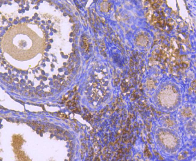 Immunohistochemical analysis of paraffin-embedded mouse overy tissue using anti-DIABLO antibody. Counter stained with hematoxylin.