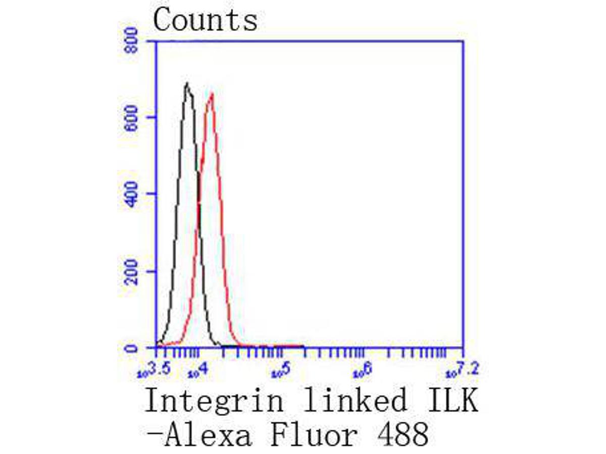 Flow cytometric analysis of Integrin linked ILK was done on Jurkat cells. The cells were fixed, permeabilized and stained with the primary antibody (ET1610-76, 1/50) (red). After incubation of the primary antibody at room temperature for an hour, the cells were stained with a Alexa Fluor 488-conjugated Goat anti-Rabbit IgG Secondary antibody at 1/1000 dilution for 30 minutes.Unlabelled sample was used as a control (cells without incubation with primary antibody; black).
