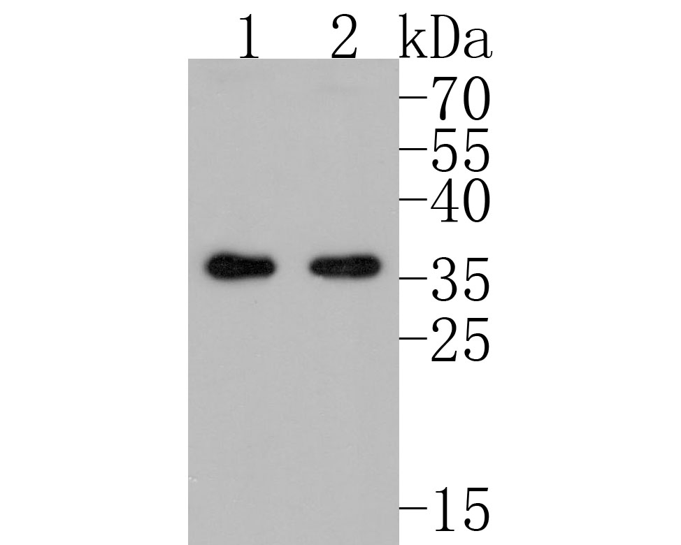Western blot analysis of SCF on different lysates. Proteins were transferred to a PVDF membrane and blocked with 5% BSA in PBS for 1 hour at room temperature. The primary antibody (ET1610-77, 1/500) was used in 5% BSA at room temperature for 2 hours. Goat Anti-Rabbit IgG - HRP Secondary Antibody (HA1001) at 1:5,000 dilution was used for 1 hour at room temperature.<br />
Positive control: <br />
Lane 1: human kidney tissue lysate<br />
Lane 2: Raji cell lysate