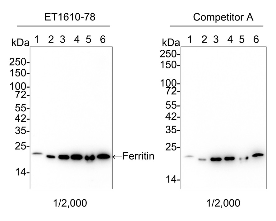 All lanes: Western blot analysis of Ferritin with anti-Ferritin antibody  (ET1610-78) at 1:1,000 dilution.<br />
Lane 1/2: Wild-type SHSY5Y whole cell lysate (10 µg).<br />
Lane 3/4: Ferritin fragment 1 knockout SHSY5Y whole cell lysate (10 µg).<br />
Lane 5/6: Ferritin fragment 1 knockout SHSY5Y whole cell lysate (10 µg).<br />
<br />
ET1610-78 was shown to specifically react with Ferritin in wild-type SHSY5Y cells. No band was observed when Ferritin knockout sample was tested. Wild-type and Ferritin knockout samples were subjected to SDS-PAGE. Proteins were transferred to a PVDF membrane and blocked with 5% NFDM in TBST for 1 hour at room temperature. The primary antibody (ET1610-78, 1/1,000) and Loading control antibody (Rabbit anti-GAPDH, ET1601-4, 1/10,000) was used in 5% BSA at room temperature for 2 hours. Goat Anti-Rabbit IgG-HRP Secondary Antibody (HA1001) at 1:200,000 dilution was used for 1 hour at room temperature.