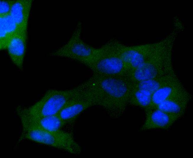 ICC staining of APC in 293 cells (green). Formalin fixed cells were permeabilized with 0.1% Triton X-100 in TBS for 10 minutes at room temperature and blocked with 1% Blocker BSA for 15 minutes at room temperature. Cells were probed with the primary antibody (ET1610-80, 1/100) for 1 hour at room temperature, washed with PBS. Alexa Fluor®488 Goat anti-Rabbit IgG was used as the secondary antibody at 1/1,000 dilution. The nuclear counter stain is DAPI (blue).