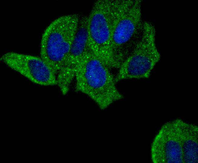 ICC staining of PYK2 in Hela cells (green). Formalin fixed cells were permeabilized with 0.1% Triton X-100 in TBS for 10 minutes at room temperature and blocked with 1% Blocker BSA for 15 minutes at room temperature. Cells were probed with the primary antibody (ET1610-82, 1/50) for 1 hour at room temperature, washed with PBS. Alexa Fluor®488 Goat anti-Rabbit IgG was used as the secondary antibody at 1/1,000 dilution. The nuclear counter stain is DAPI (blue).