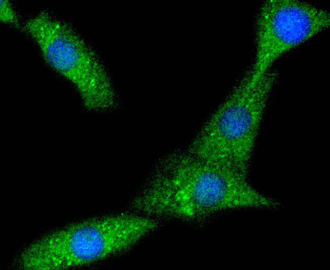 ICC staining of PYK2 in SHG-44 cells (green). Formalin fixed cells were permeabilized with 0.1% Triton X-100 in TBS for 10 minutes at room temperature and blocked with 1% Blocker BSA for 15 minutes at room temperature. Cells were probed with the primary antibody (ET1610-82, 1/50) for 1 hour at room temperature, washed with PBS. Alexa Fluor®488 Goat anti-Rabbit IgG was used as the secondary antibody at 1/1,000 dilution. The nuclear counter stain is DAPI (blue).