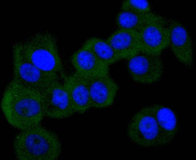 ICC staining of PKR in MCF-7 cells (green). Formalin fixed cells were permeabilized with 0.1% Triton X-100 in TBS for 10 minutes at room temperature and blocked with 1% Blocker BSA for 15 minutes at room temperature. Cells were probed with the primary antibody (ET1610-84, 1/50) for 1 hour at room temperature, washed with PBS. Alexa Fluor®488 Goat anti-Rabbit IgG was used as the secondary antibody at 1/1,000 dilution. The nuclear counter stain is DAPI (blue).