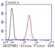 Flow cytometric analysis of Adiponectin receptor protein 1 was done on HepG2 cells. The cells were fixed, permeabilized and stained with the primary antibody (ET1610-86, 1/50) (red). After incubation of the primary antibody at room temperature for an hour, the cells were stained with a Alexa Fluor 488-conjugated Goat anti-Rabbit IgG Secondary antibody at 1/1000 dilution for 30 minutes.Unlabelled sample was used as a control (cells without incubation with primary antibody; black).