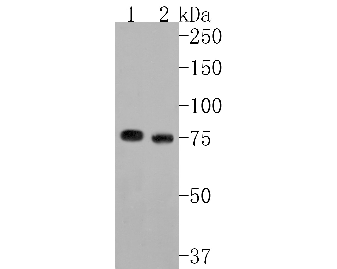Western blot analysis of Cortactin on different lysates with Rabbit anti-Cortactin antibody (ET1610-87) at 1/500 dilution.<br />
<br />
Lane 1: Hela cell lysate<br />
Lane 2: NIH/3T3 cell lysate<br />
<br />
Lysates/proteins at 10 µg/Lane.<br />
<br />
Predicted band size: 62 kDa<br />
Observed band size: 75 kDa<br />
<br />
Exposure time: 30 seconds;<br />
<br />
8% SDS-PAGE gel.<br />
<br />
Proteins were transferred to a PVDF membrane and blocked with 5% NFDM/TBST for 1 hour at room temperature. The primary antibody (ET1610-87) at 1/500 dilution was used in 5% NFDM/TBST at room temperature for 2 hours. Goat Anti-Rabbit IgG - HRP Secondary Antibody (HA1001) at 1:300,000 dilution was used for 1 hour at room temperature.