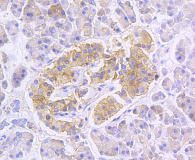 Immunohistochemical analysis of paraffin-embedded human pancreas tissue using anti-RALBP1 antibody. The section was pre-treated using heat mediated antigen retrieval with Tris-EDTA buffer (pH 8.0-8.4) for 20 minutes.The tissues were blocked in 5% BSA for 30 minutes at room temperature, washed with ddH2O and PBS, and then probed with the primary antibody (ET1610-88, 1/50) for 30 minutes at room temperature. The detection was performed using an HRP conjugated compact polymer system. DAB was used as the chromogen. Tissues were counterstained with hematoxylin and mounted with DPX.