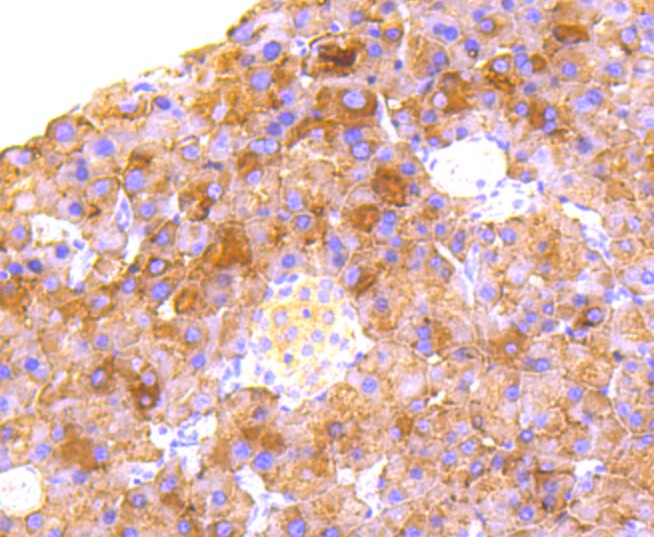 Immunohistochemical analysis of paraffin-embedded mouse pancreas tissue using anti-RALBP1 antibody. The section was pre-treated using heat mediated antigen retrieval with Tris-EDTA buffer (pH 8.0-8.4) for 20 minutes.The tissues were blocked in 5% BSA for 30 minutes at room temperature, washed with ddH2O and PBS, and then probed with the primary antibody (ET1610-88, 1/50) for 30 minutes at room temperature. The detection was performed using an HRP conjugated compact polymer system. DAB was used as the chromogen. Tissues were counterstained with hematoxylin and mounted with DPX.