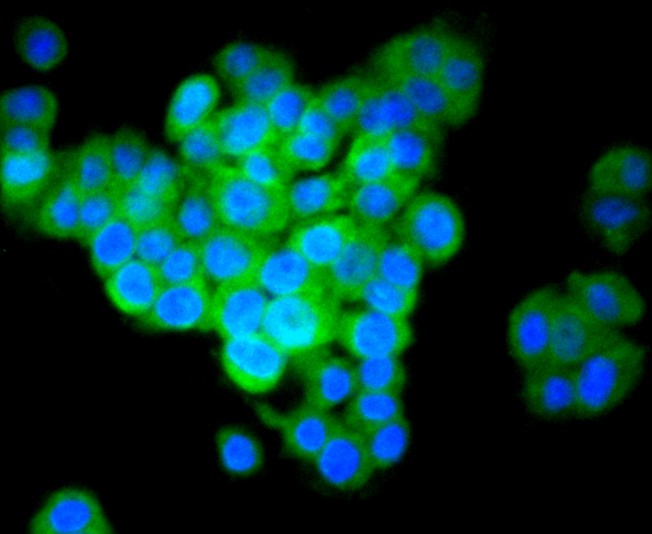 ICC staining of IRF7 in PC-12 cells (green). Formalin fixed cells were permeabilized with 0.1% Triton X-100 in TBS for 10 minutes at room temperature and blocked with 1% Blocker BSA for 15 minutes at room temperature. Cells were probed with the primary antibody (ET1610-89, 1/50) for 1 hour at room temperature, washed with PBS. Alexa Fluor®488 Goat anti-Rabbit IgG was used as the secondary antibody at 1/1,000 dilution. The nuclear counter stain is DAPI (blue).