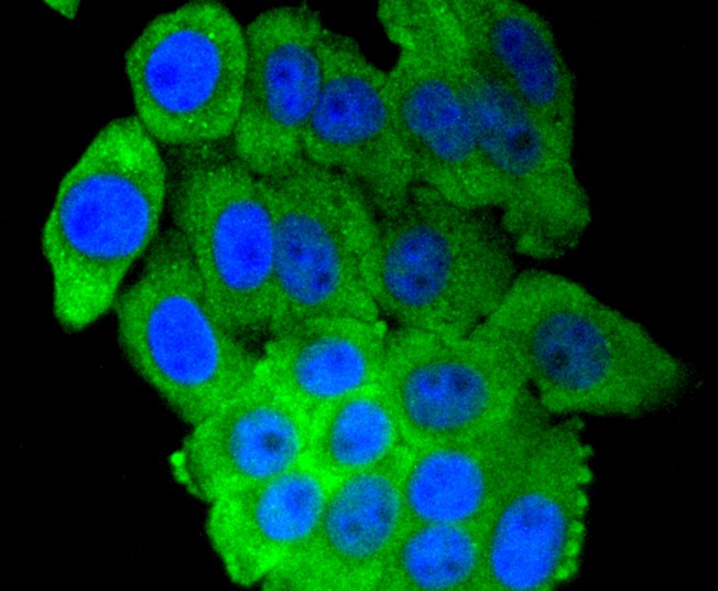ICC staining of IRF7 in HepG2 cells (green). Formalin fixed cells were permeabilized with 0.1% Triton X-100 in TBS for 10 minutes at room temperature and blocked with 1% Blocker BSA for 15 minutes at room temperature. Cells were probed with the primary antibody (ET1610-89, 1/50) for 1 hour at room temperature, washed with PBS. Alexa Fluor®488 Goat anti-Rabbit IgG was used as the secondary antibody at 1/1,000 dilution. The nuclear counter stain is DAPI (blue).