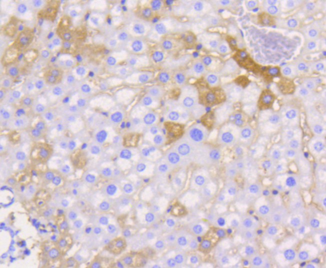 Immunohistochemical analysis of paraffin-embedded mouse liver tissue using anti-Junctional Adhesion Molecule 1 antibody. The section was pre-treated using heat mediated antigen retrieval with Tris-EDTA buffer (pH 8.0-8.4) for 20 minutes.The tissues were blocked in 5% BSA for 30 minutes at room temperature, washed with ddH2O and PBS, and then probed with the primary antibody (ET1610-90, 1/50) for 30 minutes at room temperature. The detection was performed using an HRP conjugated compact polymer system. DAB was used as the chromogen. Tissues were counterstained with hematoxylin and mounted with DPX.