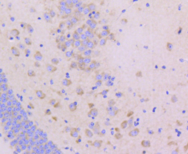 Immunohistochemical analysis of paraffin-embedded mouse brain tissue using anti-Junctional Adhesion Molecule 1 antibody. The section was pre-treated using heat mediated antigen retrieval with Tris-EDTA buffer (pH 8.0-8.4) for 20 minutes.The tissues were blocked in 5% BSA for 30 minutes at room temperature, washed with ddH2O and PBS, and then probed with the primary antibody (ET1610-90, 1/50) for 30 minutes at room temperature. The detection was performed using an HRP conjugated compact polymer system. DAB was used as the chromogen. Tissues were counterstained with hematoxylin and mounted with DPX.