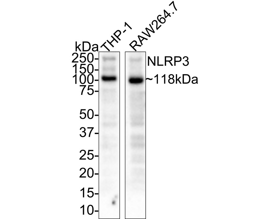 xCT/SLC7A11 Mouse Monoclonal Antibody [A7C5] (HA600097) – HUABIO