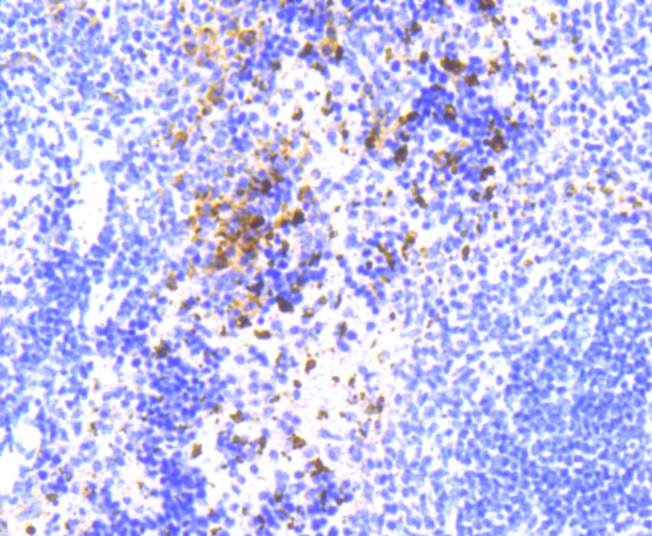 Immunohistochemical analysis of paraffin-embedded mouse spleen tissue using anti-NLRP3 antibody. The section was pre-treated using heat mediated antigen retrieval with Tris-EDTA buffer (pH 9.0) for 20 minutes.The tissues were blocked in 1% BSA for 30 minutes at room temperature, washed with ddH2O and PBS, and then probed with the primary antibody (ET1610-93, 1/50) for 30 minutes at room temperature. The detection was performed using an HRP conjugated compact polymer system. DAB was used as the chromogen. Tissues were counterstained with hematoxylin and mounted with DPX.