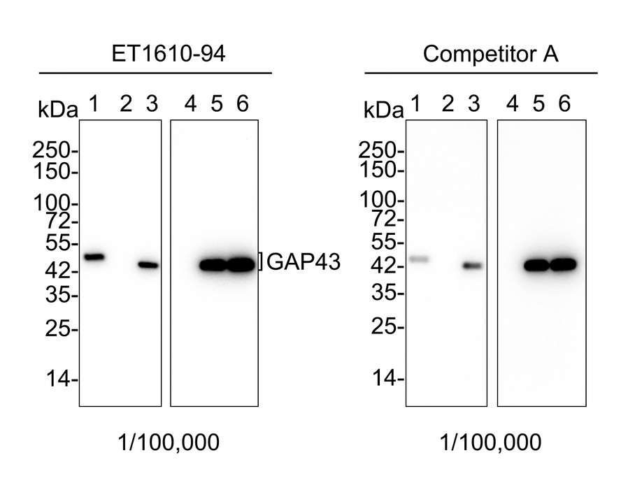 Western blot analysis of GAP43 on different lysates with Rabbit anti-GAP43 antibody (ET1610-94) at 1/100,000 dilution and competitor's antibody at 1/100,000 dilution.<br />
<br />
Lane 1: SH-SY5Y cell lysate<br />
Lane 2: A549 cell lysate (negative)<br />
Lane 3: Neuro-2a cell lysate<br />
Lane 4: Mouse lung tissue lysate (negative)<br />
Lane 5: Mouse brain tissue lysate<br />
Lane 6: Rat brain tissue lysate<br />
<br />
Lysates/proteins at 20 µg/Lane.<br />
<br />
Predicted band size: 25 kDa<br />
Observed band size: 43/45 kDa<br />
<br />
Exposure time: 3 minutes 20 seconds;<br />
<br />
4-20% SDS-PAGE gel.<br />
<br />
Proteins were transferred to a PVDF membrane and blocked with 5% NFDM/TBST for 1 hour at room temperature. The primary antibody (ET1610-94) at 1/100,000 dilution and competitor's antibody at 1/100,000 dilution were used in 5% NFDM/TBST at 4℃ overnight. Goat Anti-Rabbit IgG - HRP Secondary Antibody (HA1001) at 1/50,000 dilution was used for 1 hour at room temperature.