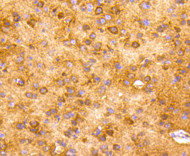 Immunohistochemical analysis of paraffin-embedded mouse brain tissue using anti-NSE antibody. The section was pre-treated using heat mediated antigen retrieval with Tris-EDTA buffer (pH 8.0-8.4) for 20 minutes.The tissues were blocked in 5% BSA for 30 minutes at room temperature, washed with ddH2O and PBS, and then probed with the primary antibody (ET1610-96, 1/50) for 30 minutes at room temperature. The detection was performed using an HRP conjugated compact polymer system. DAB was used as the chromogen. Tissues were counterstained with hematoxylin and mounted with DPX.
