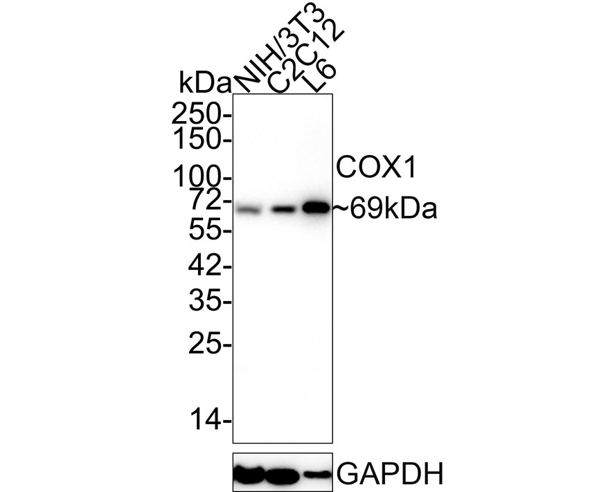 Western blot analysis of COX1/Cyclooxygenase 1 on different lysates with Rabbit anti-COX1/Cyclooxygenase 1 antibody (ET1610-98) at 1/1,000 dilution.<br />
<br />
Lane 1: C2C12 cell lysate<br />
Lane 2: A431 cell lysate<br />
<br />
Lysates/proteins at 10 µg/Lane.<br />
<br />
Predicted band size: 69 kDa<br />
Observed band size: 70 kDa<br />
<br />
Exposure time: 2 minutes;<br />
<br />
8% SDS-PAGE gel.<br />
<br />
Proteins were transferred to a PVDF membrane and blocked with 5% NFDM/TBST for 1 hour at room temperature. The primary antibody (ET1610-98) at 1/1,000 dilution was used in 5% NFDM/TBST at room temperature for 2 hours. Goat Anti-Rabbit IgG - HRP Secondary Antibody (HA1001) at 1:300,000 dilution was used for 1 hour at room temperature.