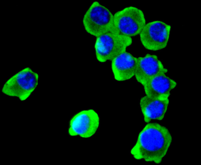 ICC staining of COX1/Cyclooxygenase 1 in C2C12 cells (green). Formalin fixed cells were permeabilized with 0.1% Triton X-100 in TBS for 10 minutes at room temperature and blocked with 1% Blocker BSA for 15 minutes at room temperature. Cells were probed with the primary antibody (ET1610-98, 1/50) for 1 hour at room temperature, washed with PBS. Alexa Fluor®488 Goat anti-Rabbit IgG was used as the secondary antibody at 1/1,000 dilution. The nuclear counter stain is DAPI (blue).