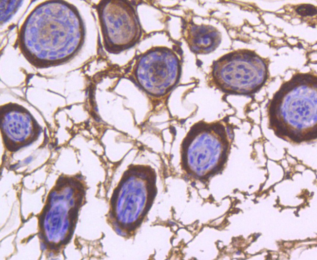 Immunohistochemical analysis of paraffin-embedded mouse brain tissue using anti-COX1/Cyclooxygenase 1 antibody. The section was pre-treated using heat mediated antigen retrieval with Tris-EDTA buffer (pH 8.0-8.4) for 20 minutes.The tissues were blocked in 5% BSA for 30 minutes at room temperature, washed with ddH2O and PBS, and then probed with the primary antibody (ET1610-98, 1/50) for 30 minutes at room temperature. The detection was performed using an HRP conjugated compact polymer system. DAB was used as the chromogen. Tissues were counterstained with hematoxylin and mounted with DPX.