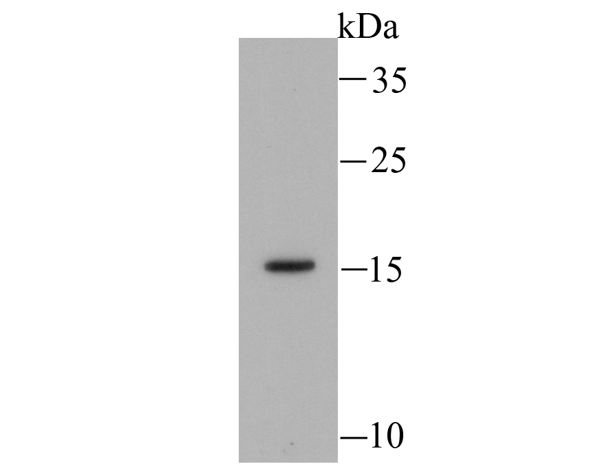 Western blot analysis of Myosin Light Chain 2 on hybrid  fish (crucian-carp) skin tissue lysates. Proteins were transferred to a PVDF membrane and blocked with 5% BSA in PBS for 1 hour at room temperature. The primary antibody (ET1611-13, 1/500) was used in 5% BSA at room temperature for 2 hours. Goat Anti-Rabbit IgG - HRP Secondary Antibody (HA1001) at 1:5,000 dilution was used for 1 hour at room temperature.
